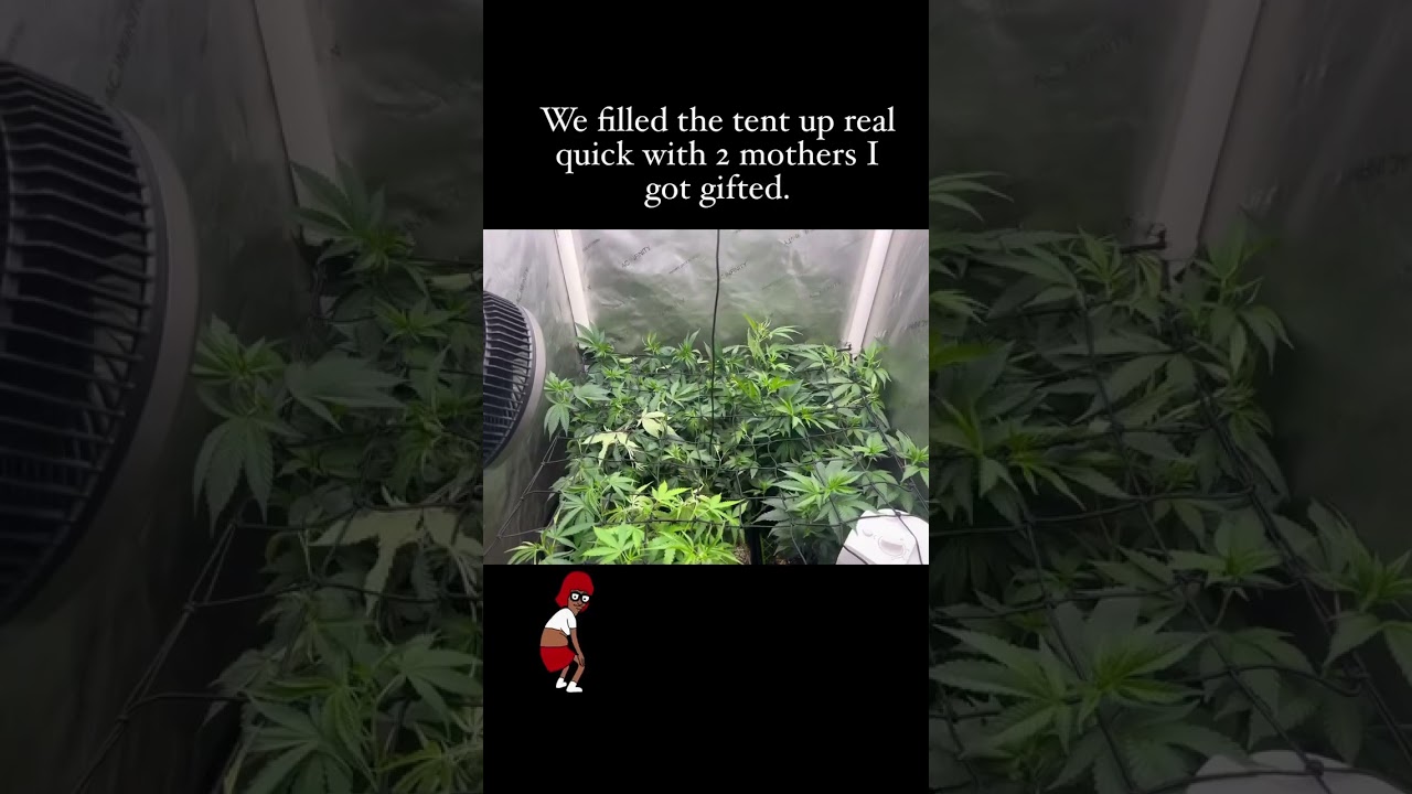 Early shot of the flower tent. 