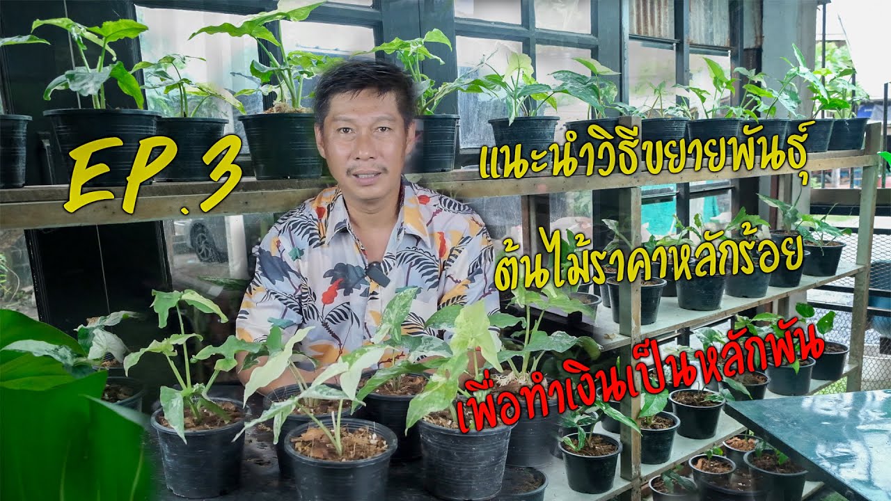 การขยายพันธุ์เงินไหลมาด่างขาว งบหลักร้อย เพื่อให้ได้หลักพันบาท