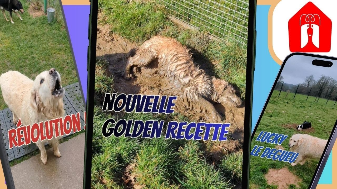 LES GOLDENS EN FOLIE ! (Nash version longue)🐶 Pension CHEZ MARTH' 87 #65