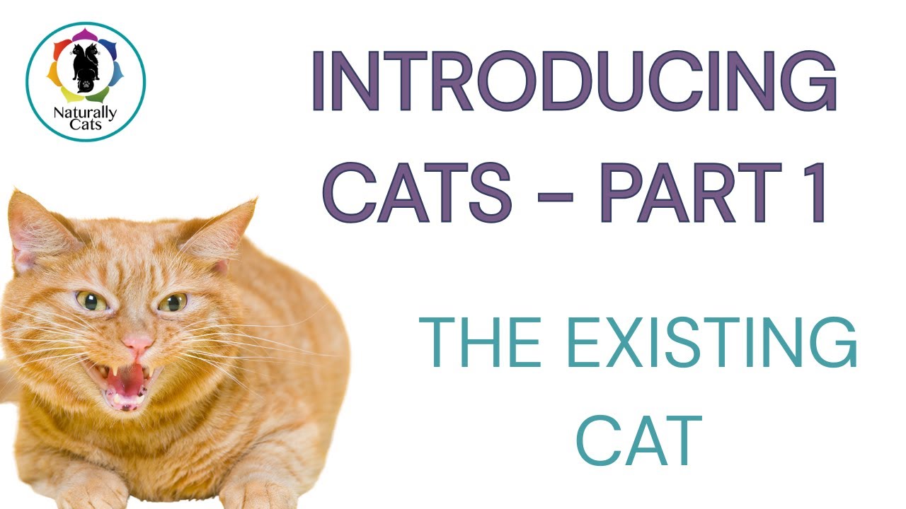 How to Prepare Your Cat for a New Cat in the Home (Before They Arrive)