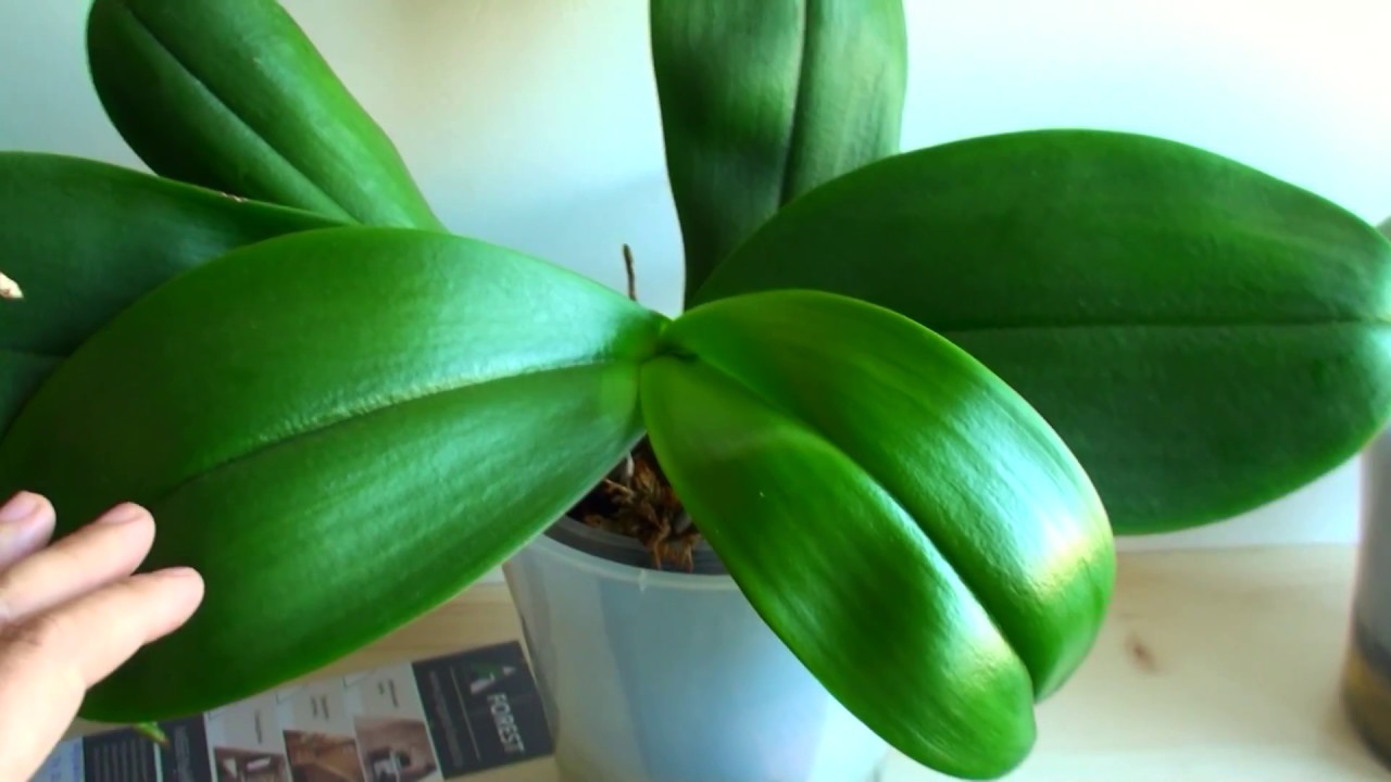 ПОЛИВ ОРХИДЕЙ мой опыт и что говорят сами орхидеи