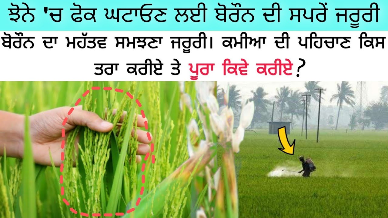 ਜਿੰਨਾ ਨਿੱਕਾ ਉਨਾਂ ਜਰੂਰੀ ਤੱਤ ਬੋਰੌਨ | boron deficiency in paddy #paddy