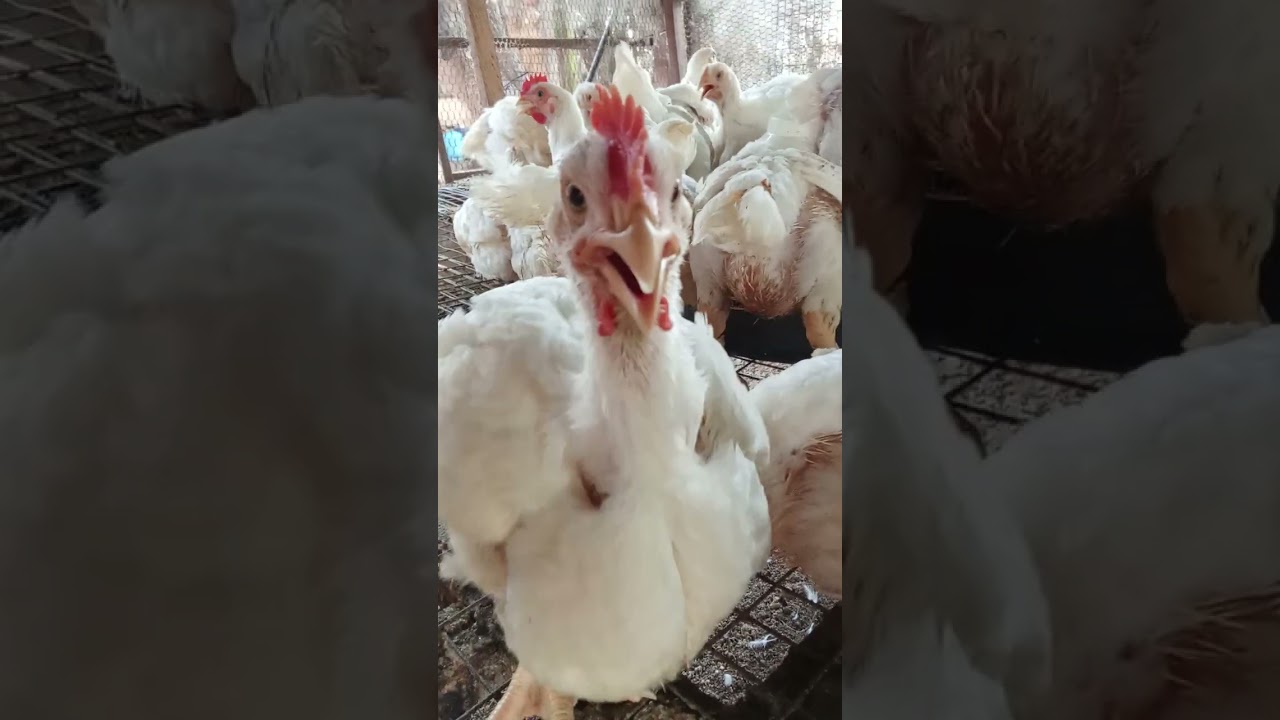 08033193602  Broilers of 5 weeks fed with BSF Larvae, Azolla, Wolfia weighed 2kg in Nigeria #BSF