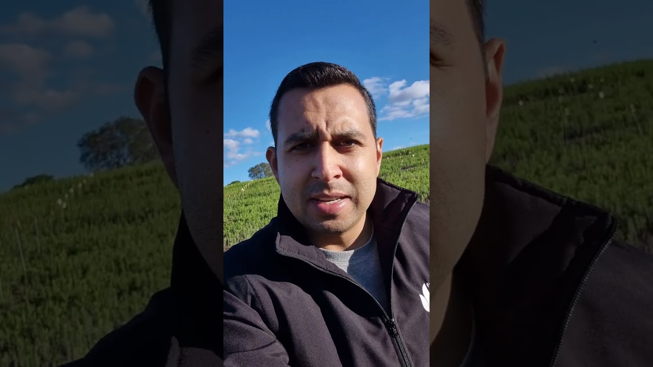 Dúvidas sobre o uso de glufosinato no manejo de buva?