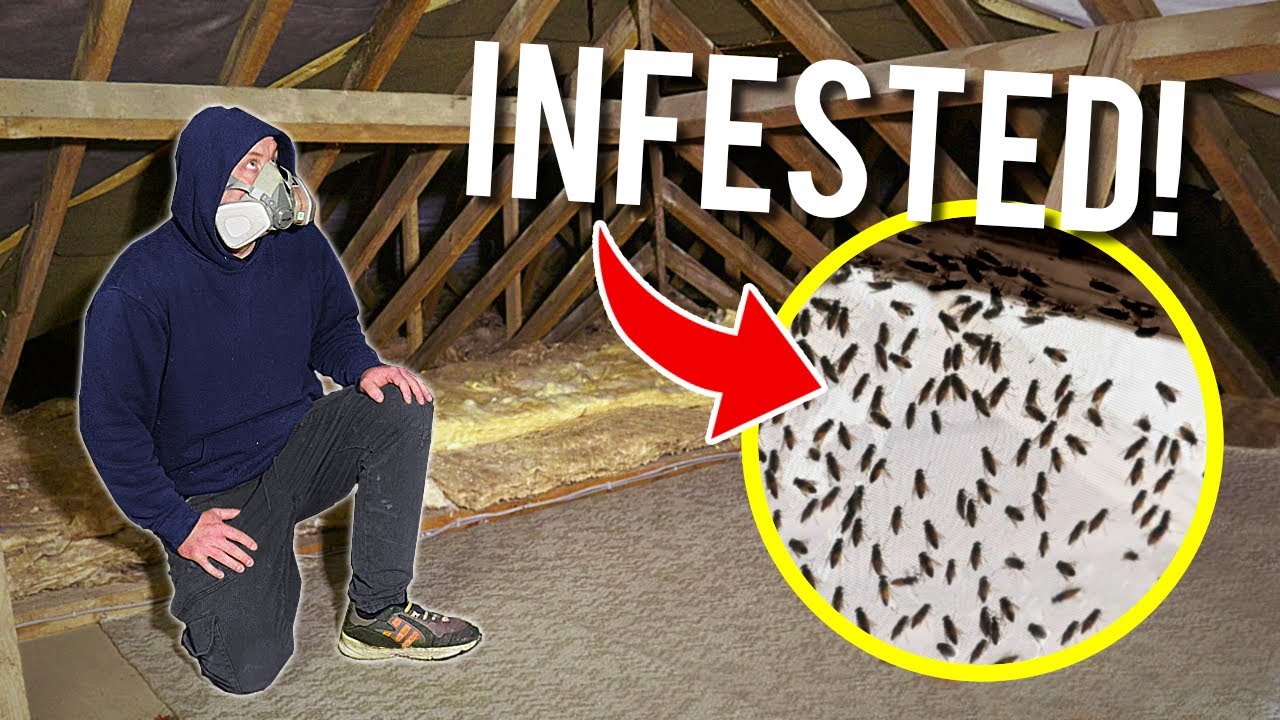 How To GET RID of Cluster Flies