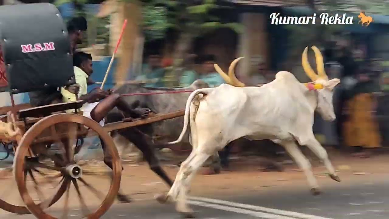  💥பாரம்பரிய மாட்டுவண்டி பந்தயம் சுண்டபற்றிவிளை 15/02/2026🏆