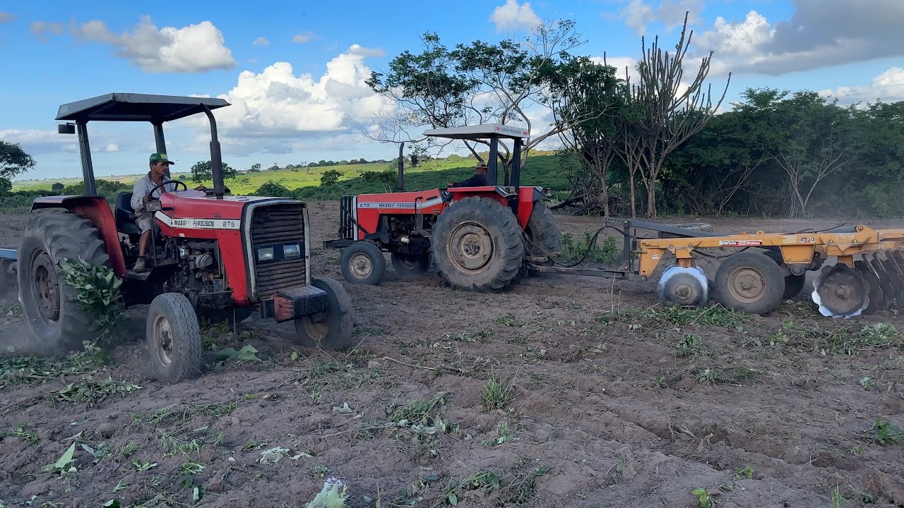 Dois tratores MF275 botando pressão na roça no sítio baixío