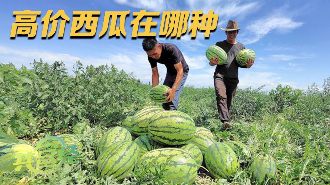 一个能卖到100多元，1000多个种植户靠种它致富！如此值钱的西瓜竟然是在沙漠里种出来的？|「共富经」20230822