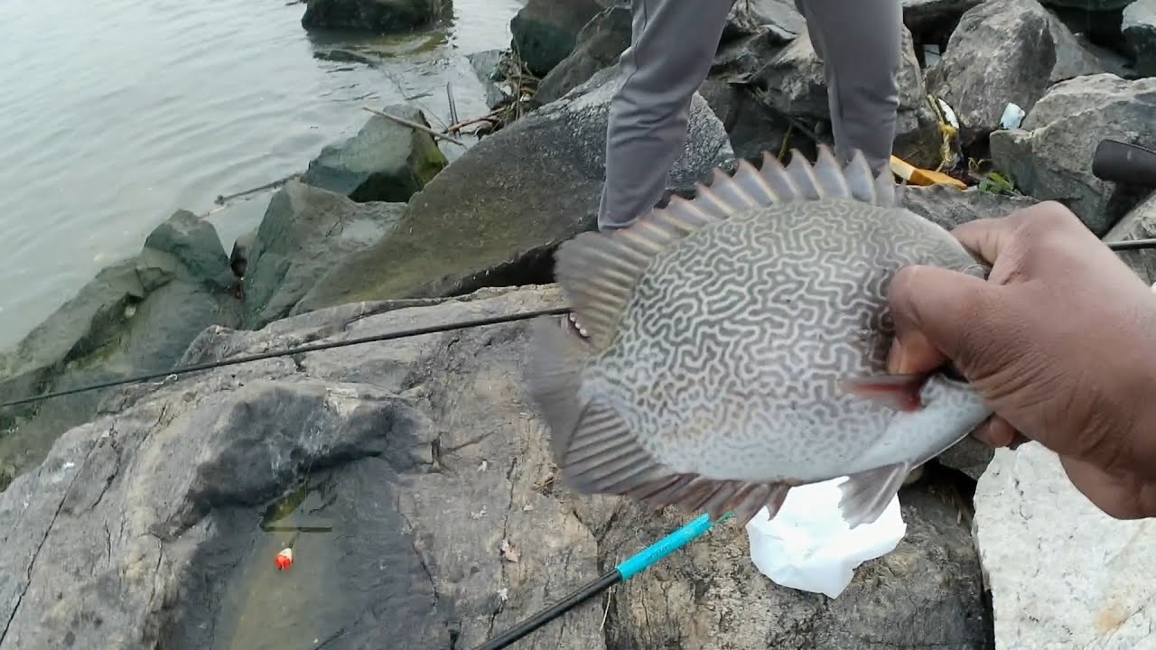 മീനിൻ്റെ ചാകര🎣| pole rod fishing | Beach fishing
