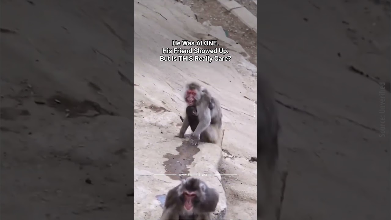 Baby Monkey Punch Gets Bothered Again &mdash; A Friend Steps In | Ichikawa City Zoo | Is This Healthy?