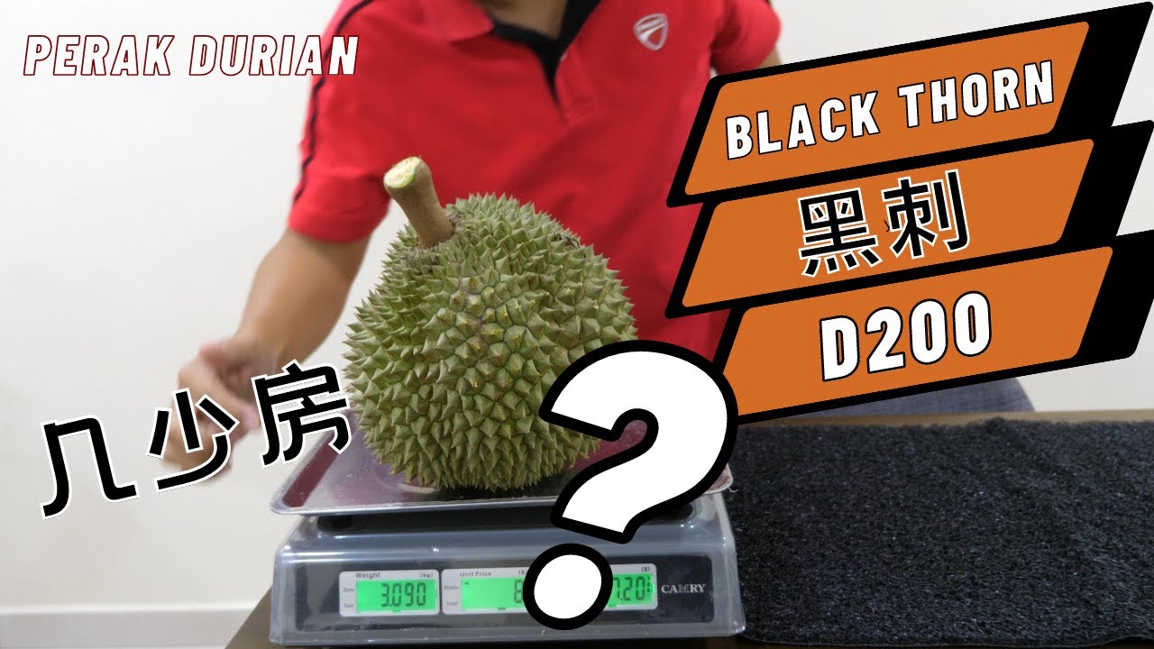 迷人的马来西亚黑刺榴莲D200里面到底有多少房和果肉有多重? | Malaysia Perak Black Thorn Durian D200
