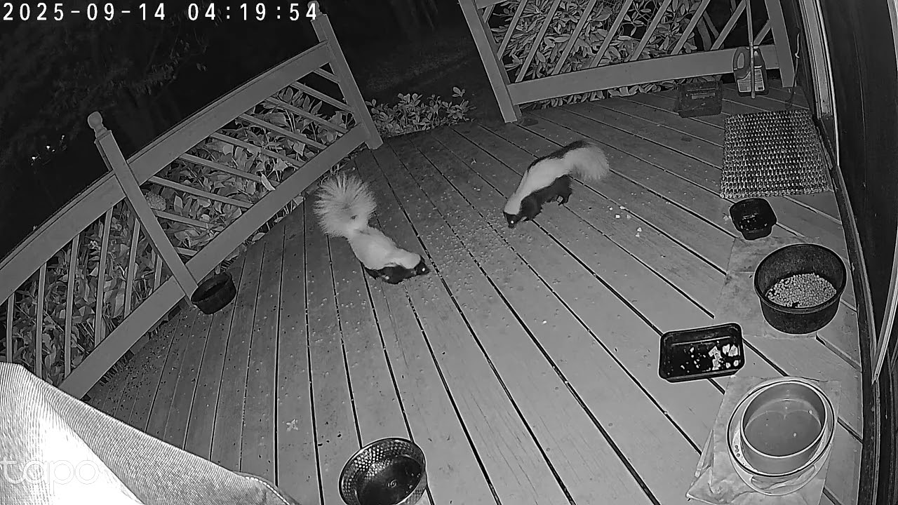 2025 09 14 0415 0424 - 2  Skunks (Snow White and Price Charming)