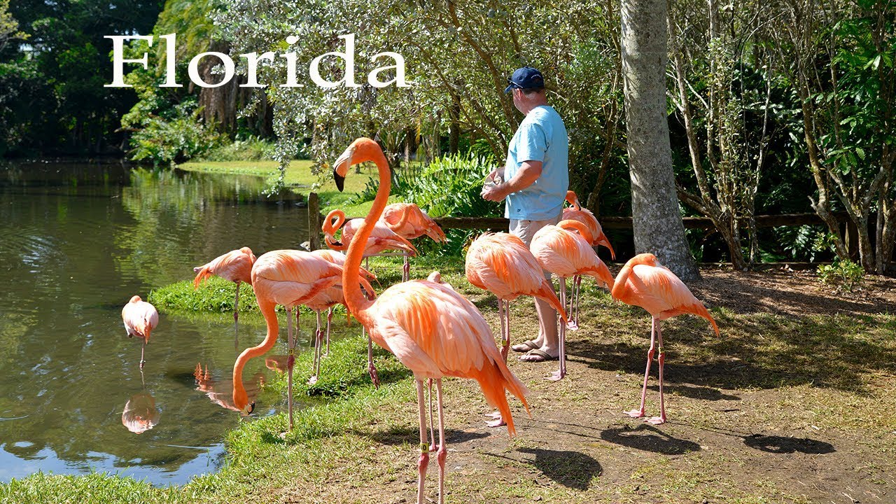 Sarasota Jungle Gardens: (Tropical Plants and Flamingos)  Florida