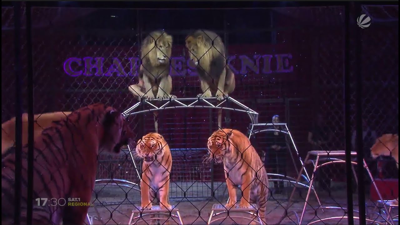 Kontroverse Zirkustierhaltung: Zirkus Charles Knie wehrt sich gegen Tierqu&auml;lerei-Vorwurf