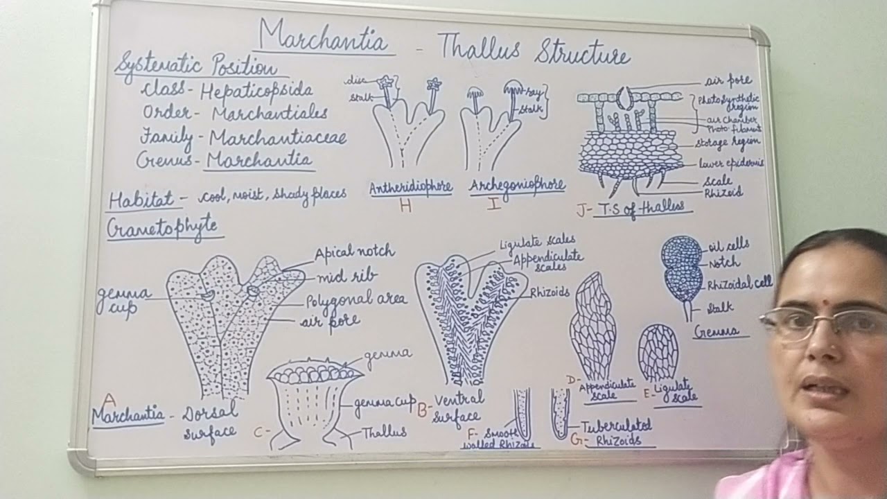 Marchantia- Thallus Structure