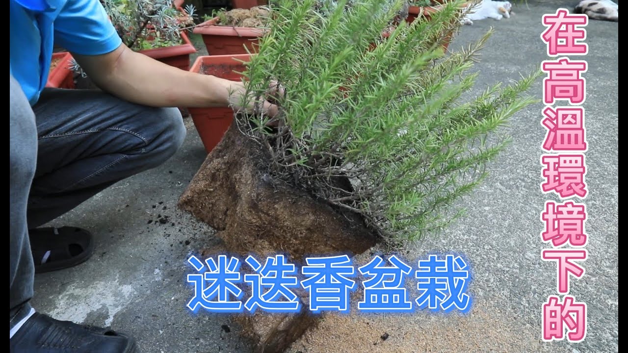 在高溫環境下的迷迭香盆栽【2022/08/20】