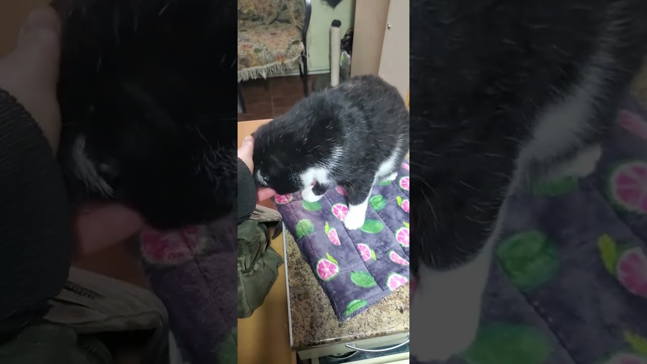 Котики в клиники 