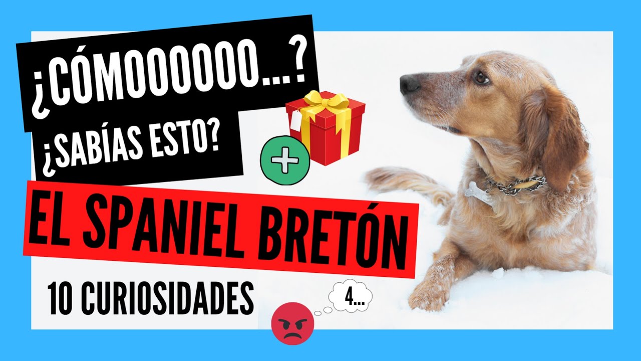 SPANIEL BRETON + ¿REGALO? | 5 Datos y 10 Curiosidades que quizá no conozcas (epagneul breton)