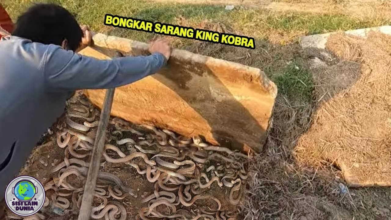 MERINDING!! Detik-detik Pembongkaran Sarang Ular Kobra, Tak disangka Ada Ratusan Ular