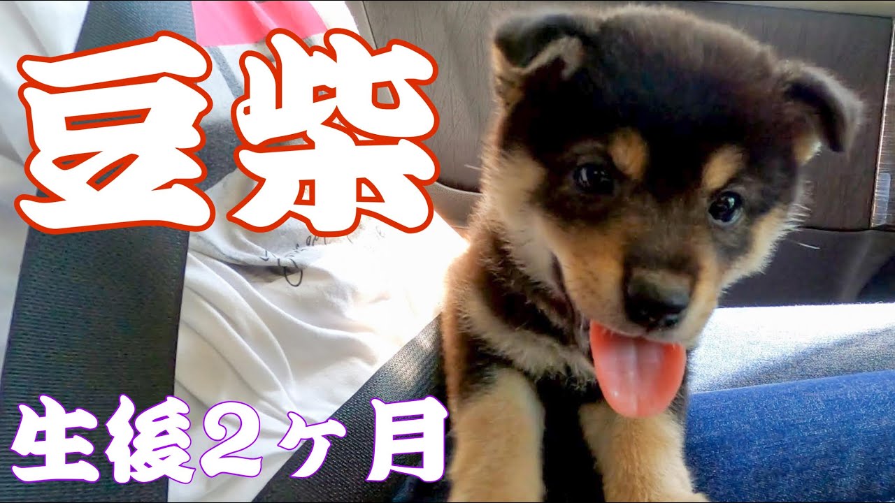 【豆柴】我が家に豆柴がやって来た