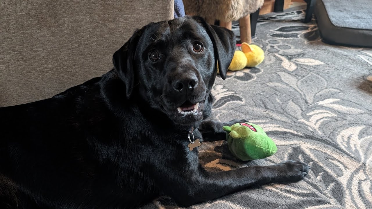 Chuckle Chums Toy Review..#subscribe #toyreviews #labrador