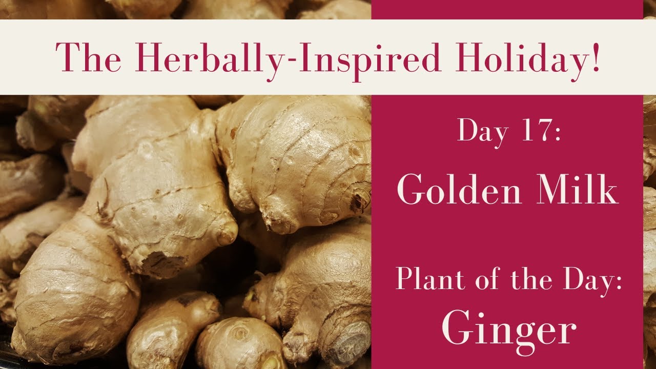 Ginger | Golden Milk (with Recipe)  | Day 17 of the Herbally-Inspired Holiday!