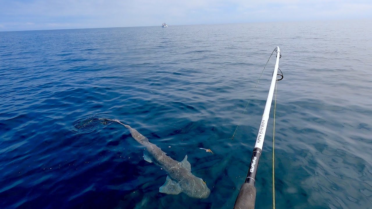 Port Phillip Bay Sharks & Snapper