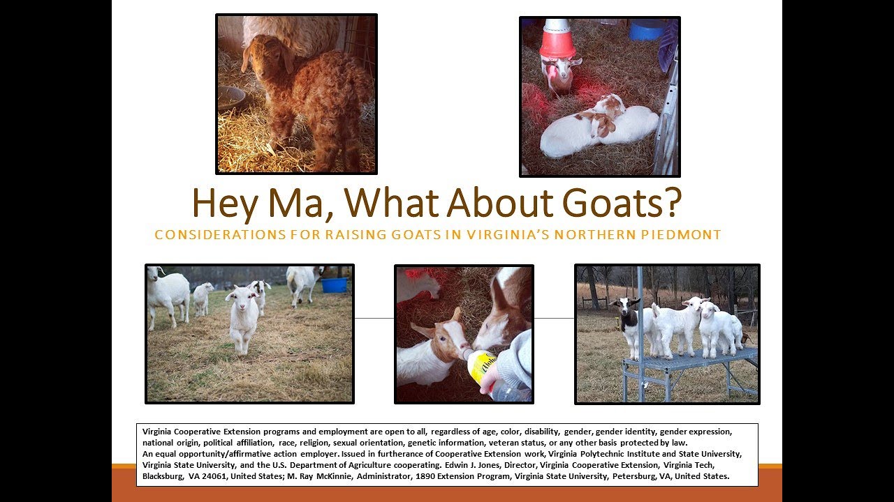 Hey Ma! What About Goats?