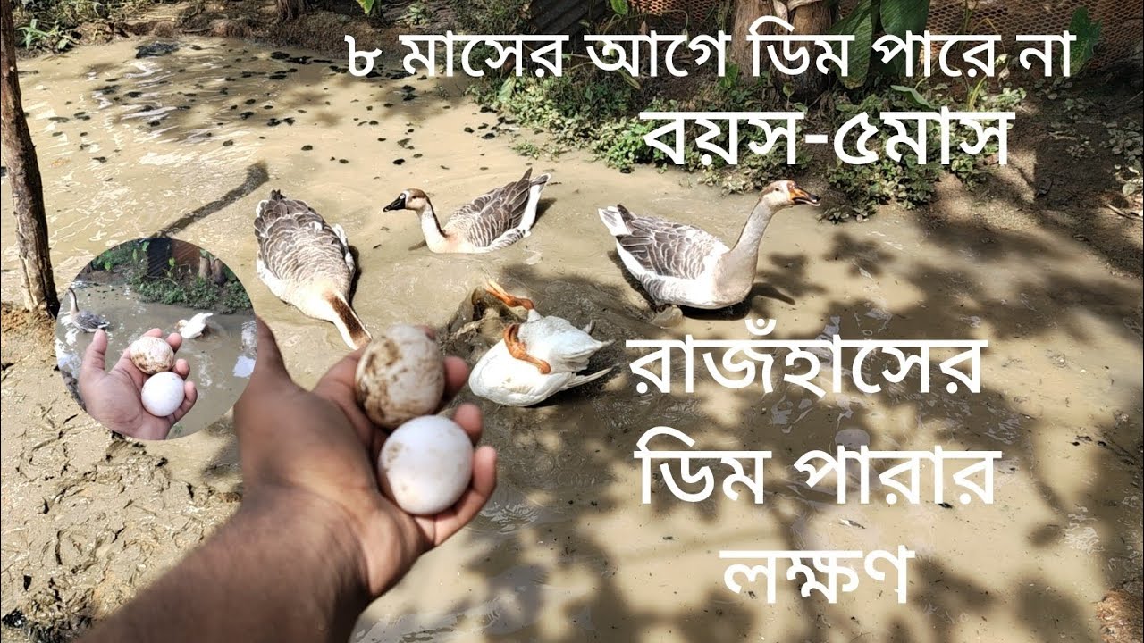 কেন আমার রাঁজহাস বাহিরে ডিম দিল,এদের তো ডিম দেয়ার বয়স হয়নি #shuvoagro #rajhas #likeandsubscribe