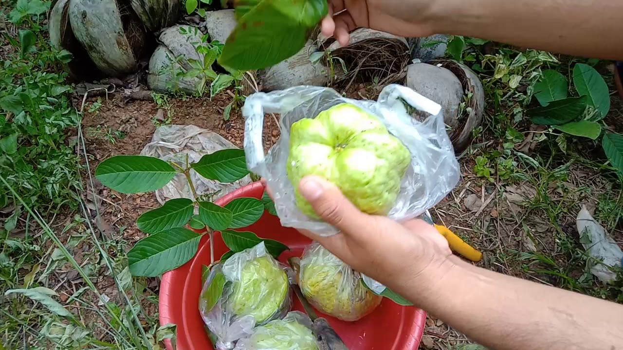 JAMBU KRISTAL
