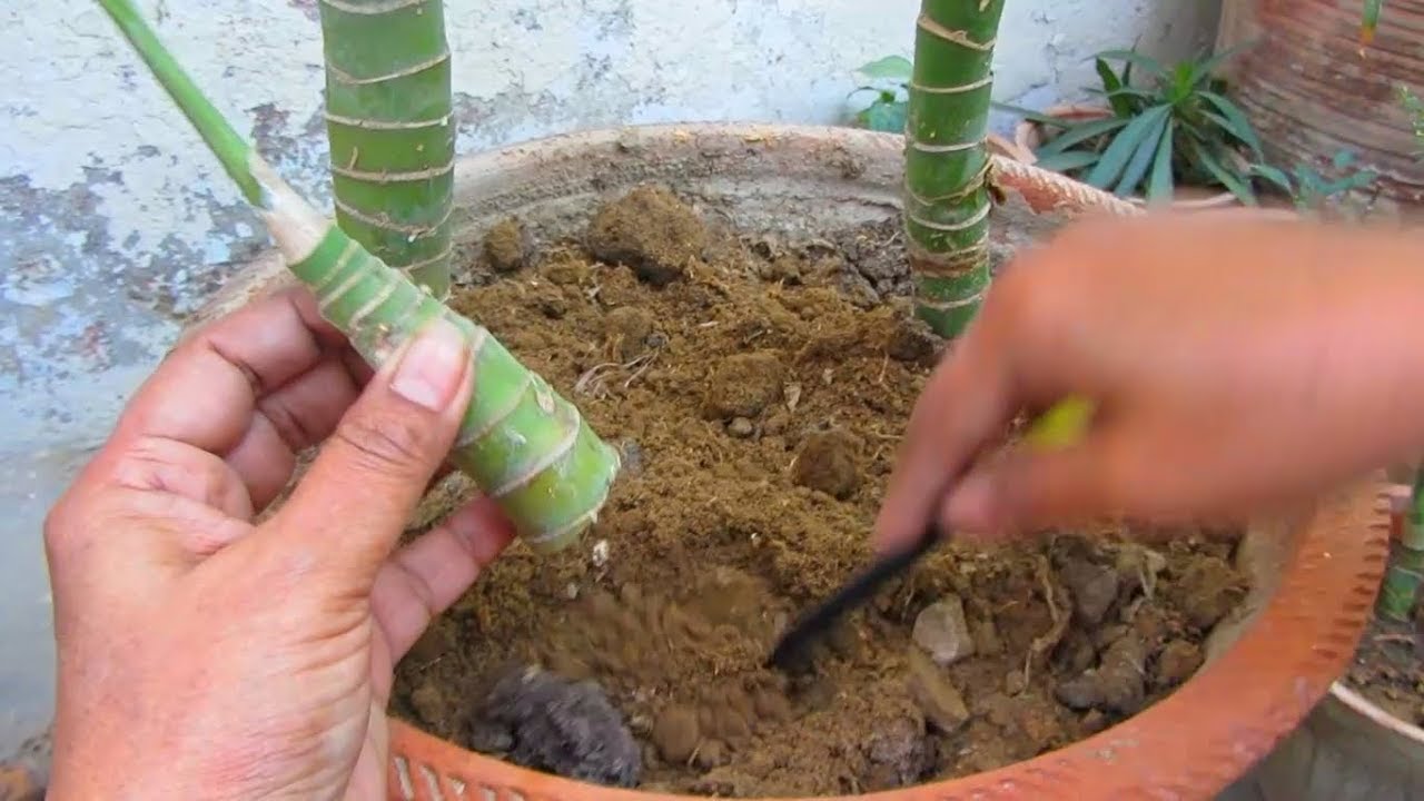 Save Rotting Diffenbachia Plant & Grow More Diffenbachia