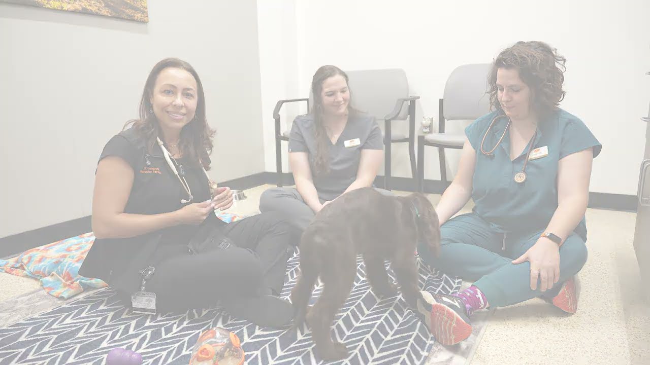 Behavior Service - Puppy Check up and Vaccines