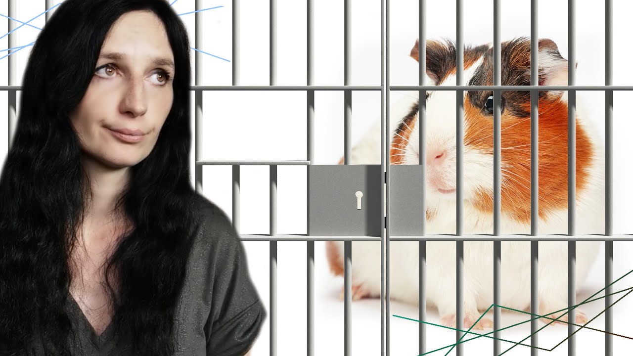 STORY TIME : les pires abandons quand je travaillais en animalerie