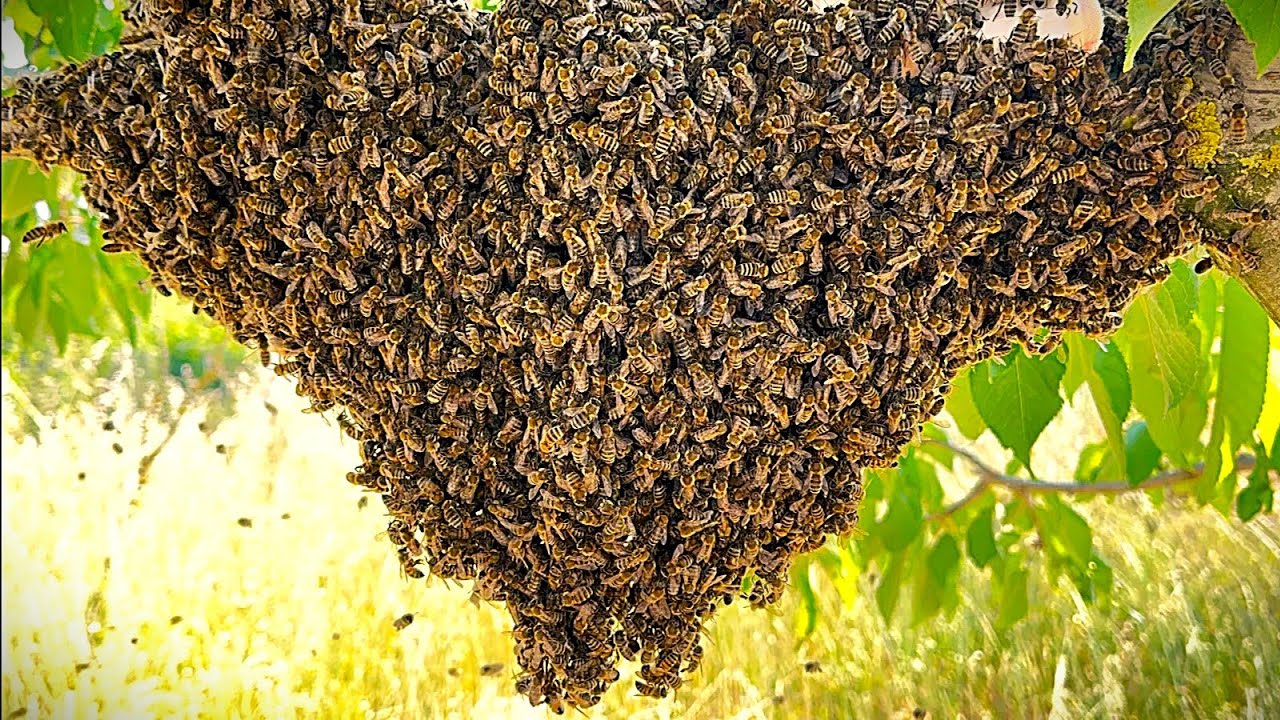 Oğulu istediğim yere kondurmayı başardım Arıcılık Oğul parfümü