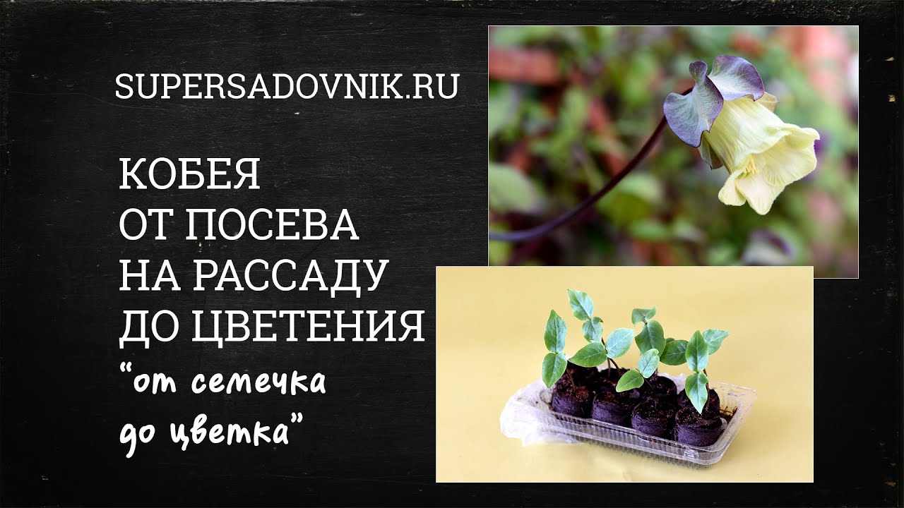 Выращивание КОБЕИ: от посева на рассаду до цветения в одном видео