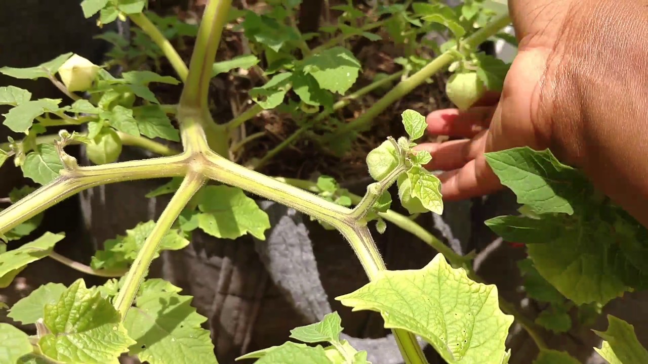 Growing ground cherries in containers