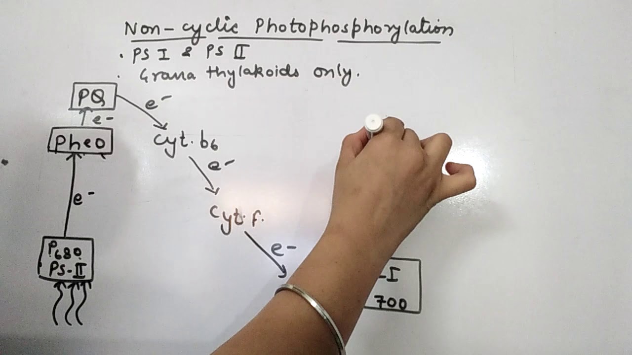 Cyclic and Non-cyclic Photophosphorylation