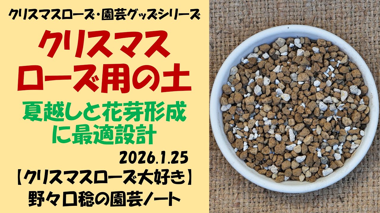 2026.1.25 クリスマスローズ用の土（夏越しと花芽形成に最適設計）