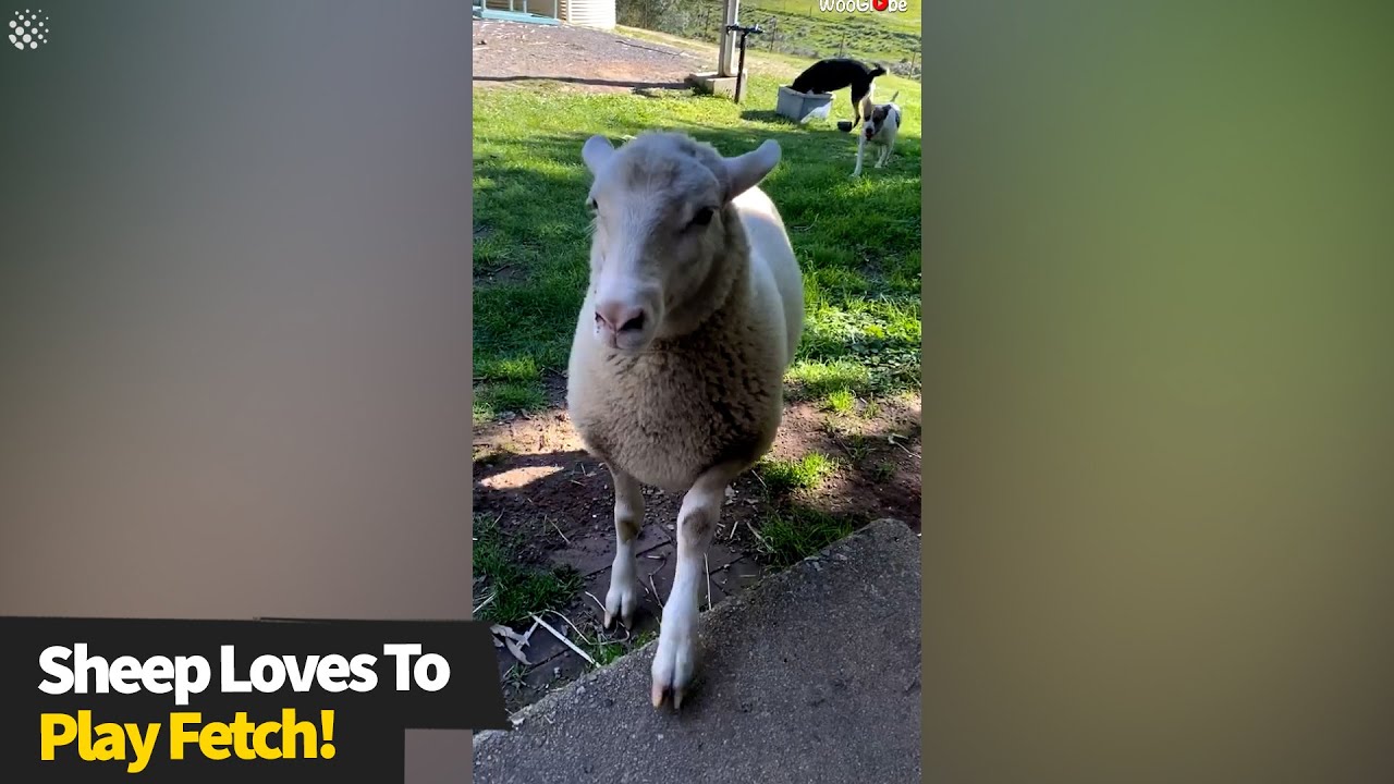 Sheep loves to join games of fetch with her canine friends