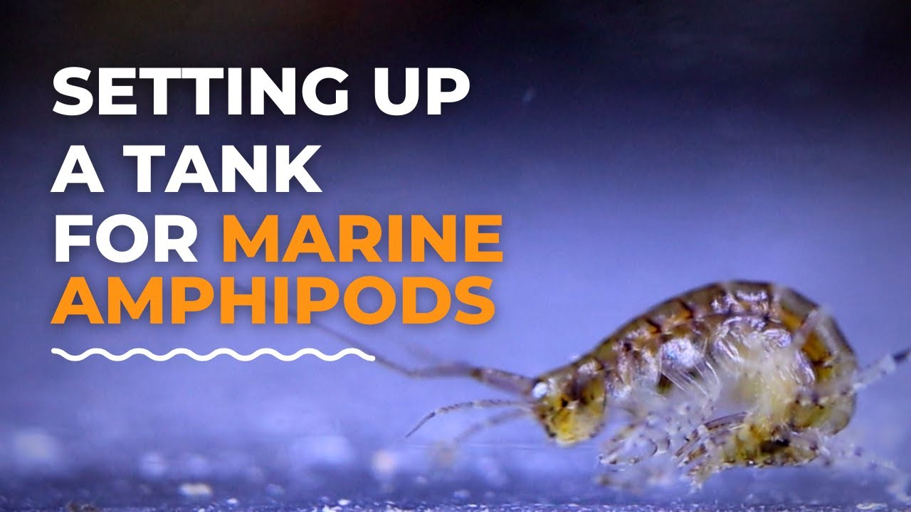 Setting Up A Saltwater Amphipods Breeding Tank | Blue Reef Tank