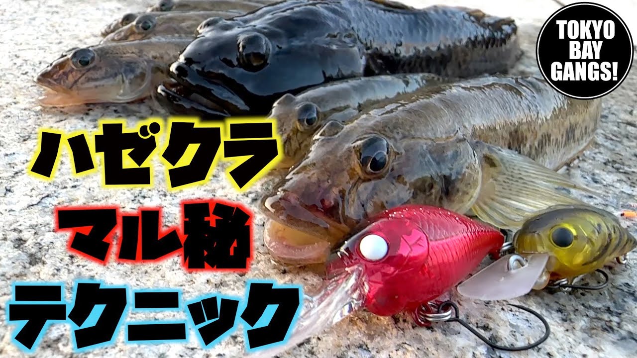 大型を狙え！秋のハゼクラ マル秘テクニック大公開！絶対釣れます！旧江戸川