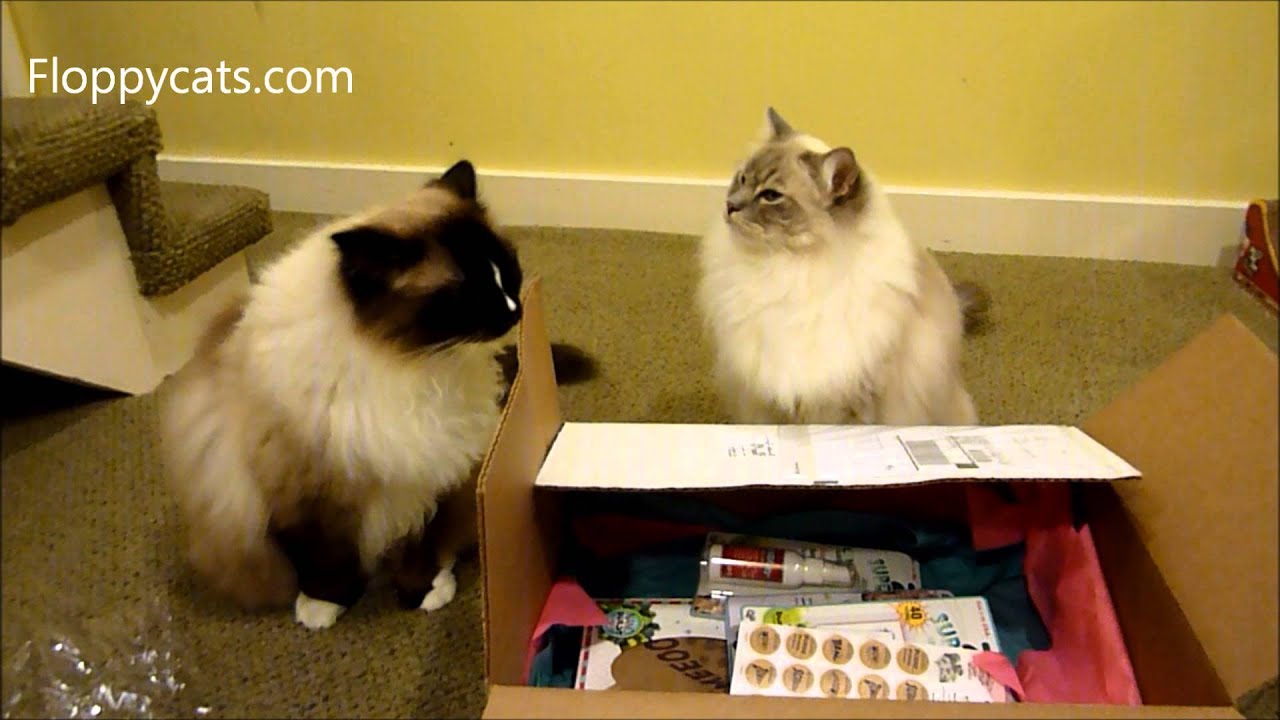 Ragdoll Cats Receive SuperCat Catnip Spray, Stickers, Caves and More - ラグドール - Floppycats