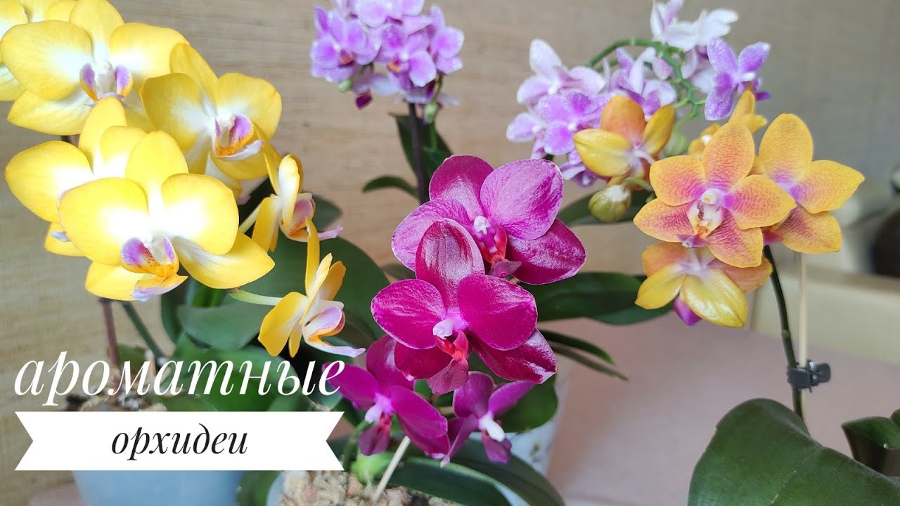 АРОМАТНЫЕ ОРХИДЕИ: Phal.Sogo Relex, Star's OrangeRed Horn, Yen Shuai Sweet Girl, Hualien Pink Galaxy