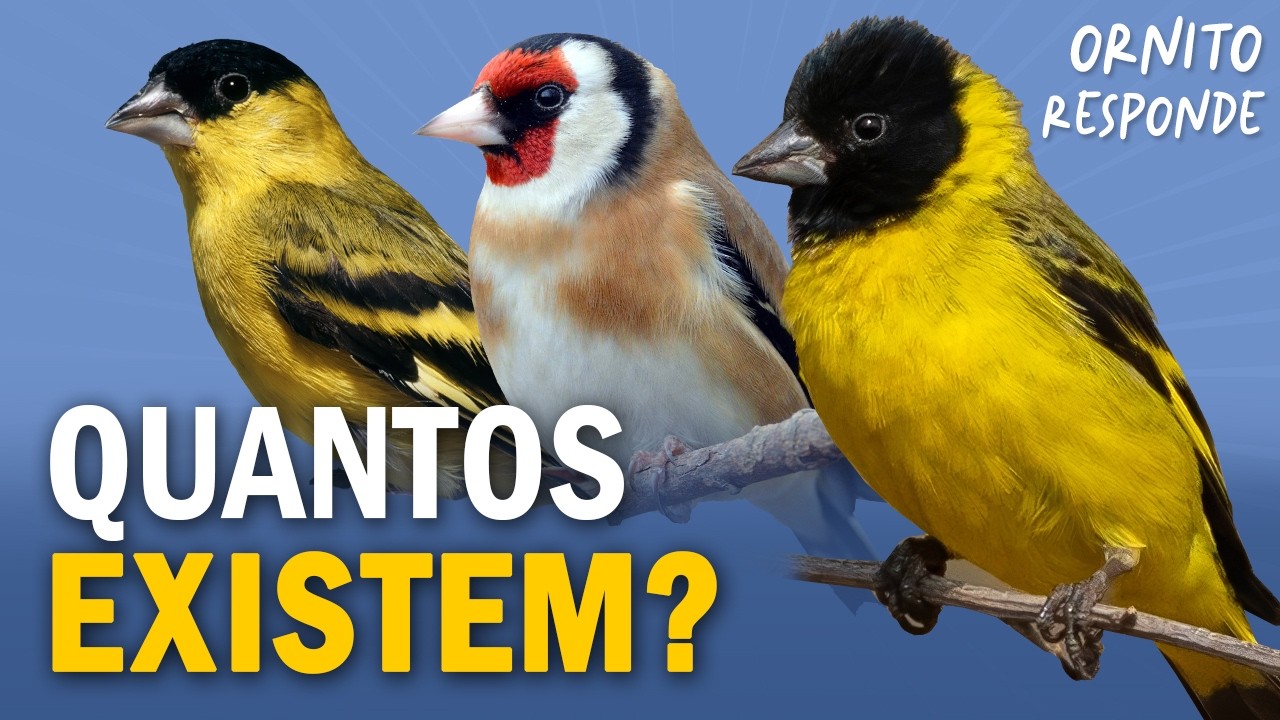 PINTASSILGOS: Quantas espécies EXISTEM no BRASIL? Ornitólogo Responde 62