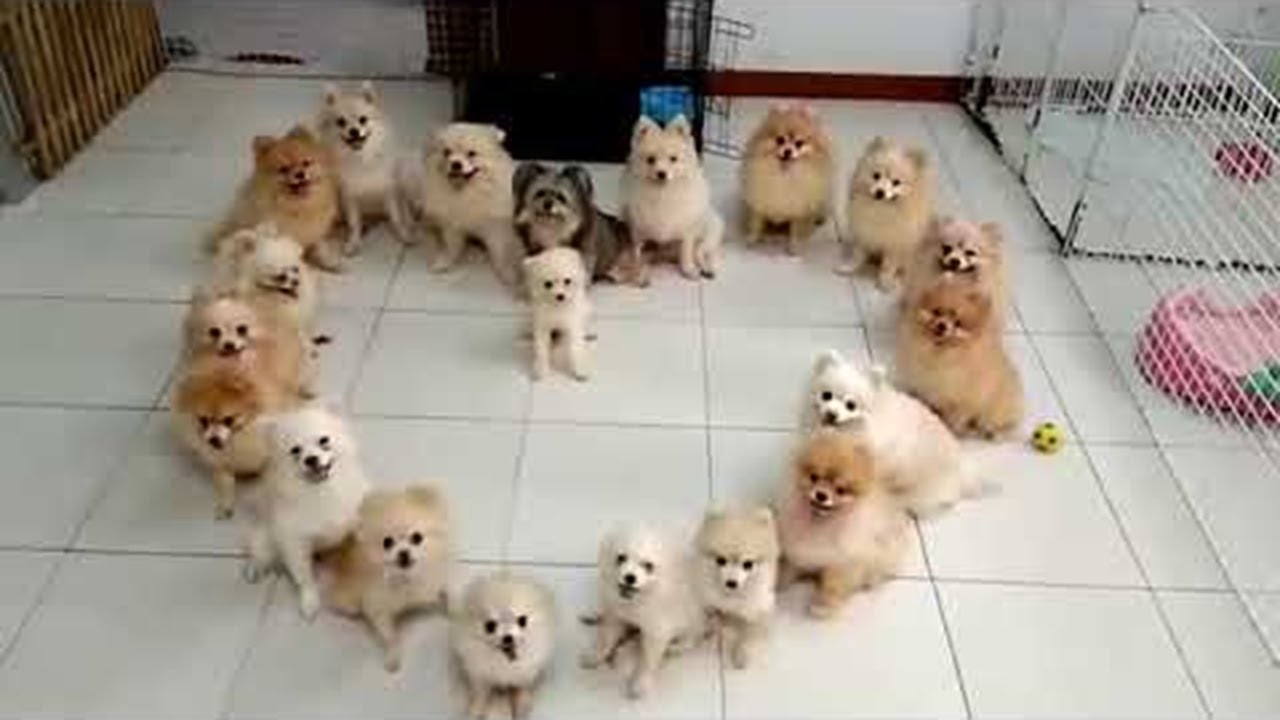 A Heart Made of Adorable Puppies || ViralHog