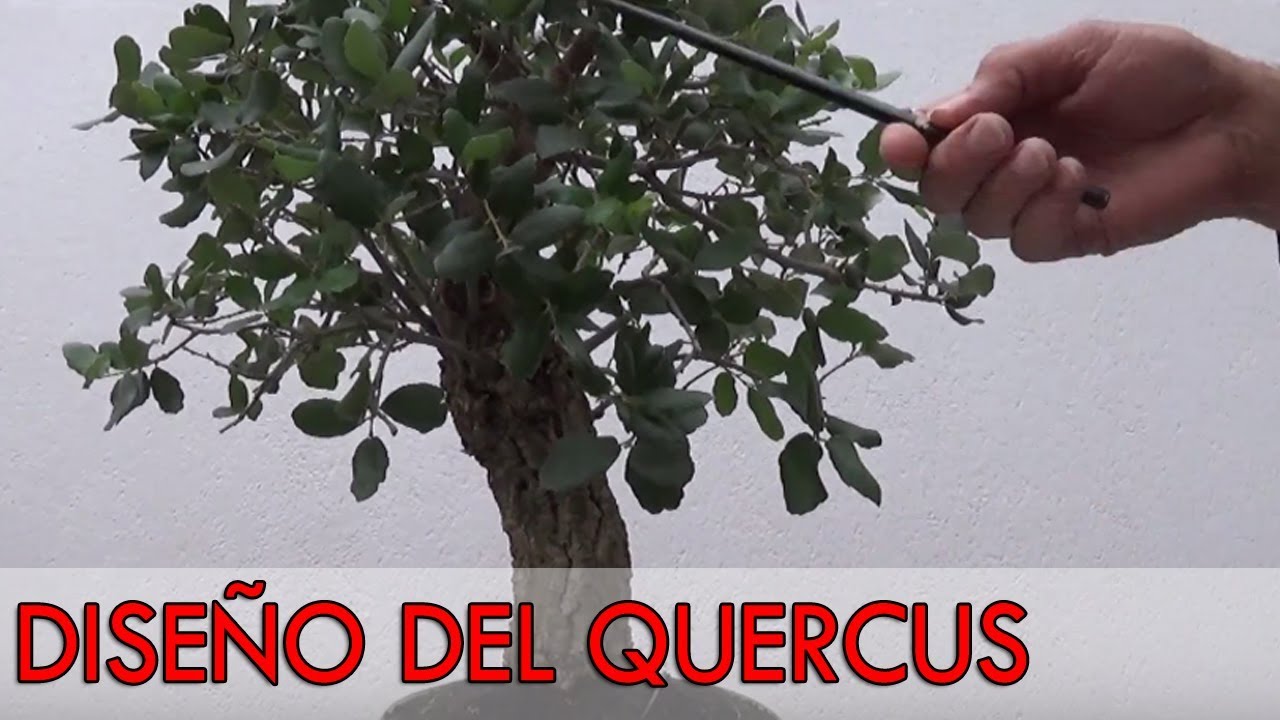 Diseño bonsái quercus con vuestra ayuda