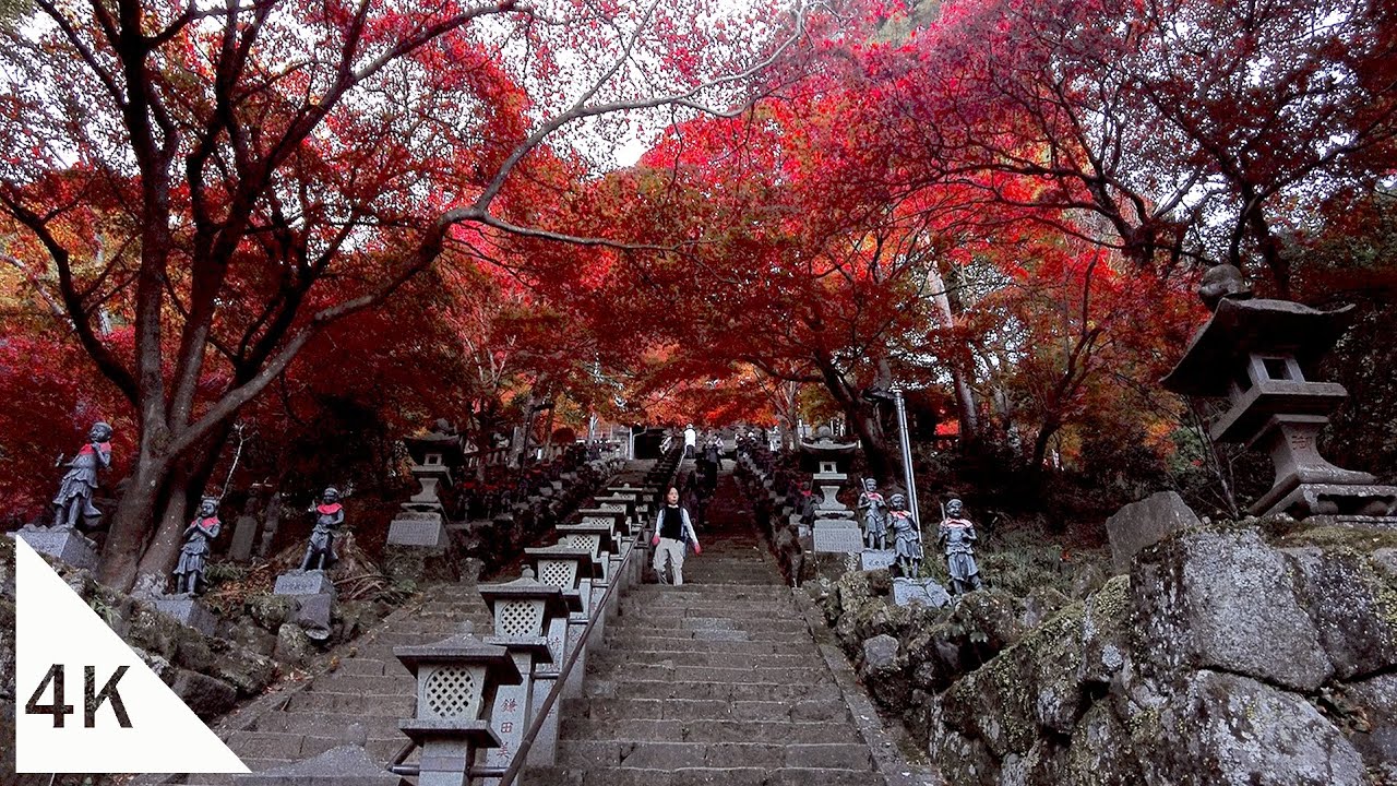 【4K】Autumn Foliage Walk in Tanzawa Oyama - Japan