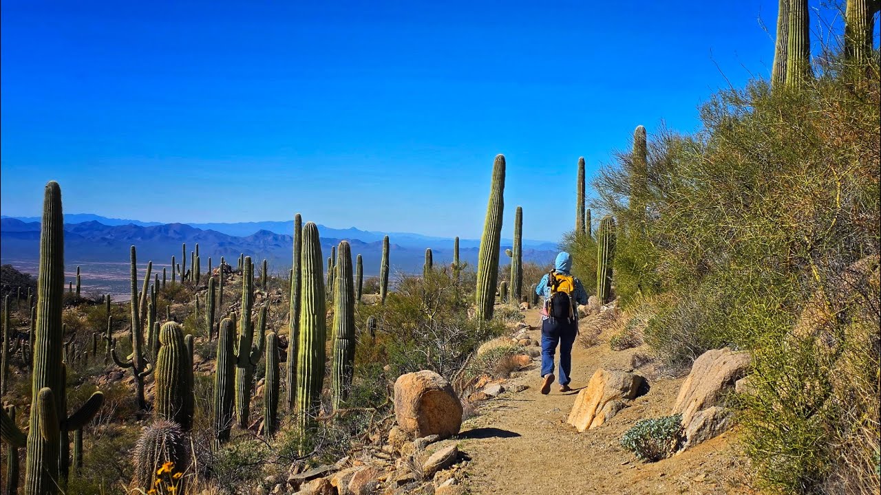 Hiking the Tallest Peak in the Tucson Range in Saguaro National Park - Wasson Peak
