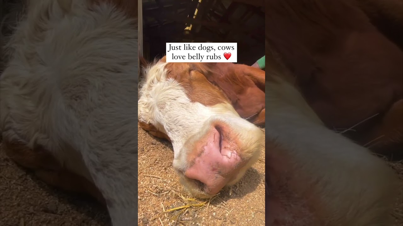Cows are just like dogs 😍 *sound on* #cow #rescueanimals #cuteanimals