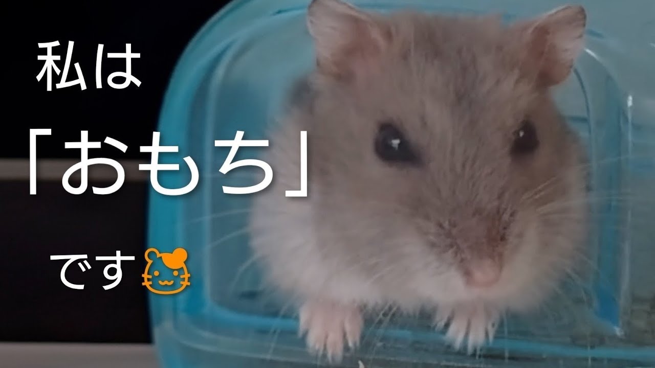 Представляем вам джунгарского хомячка Омочи 🐹♥